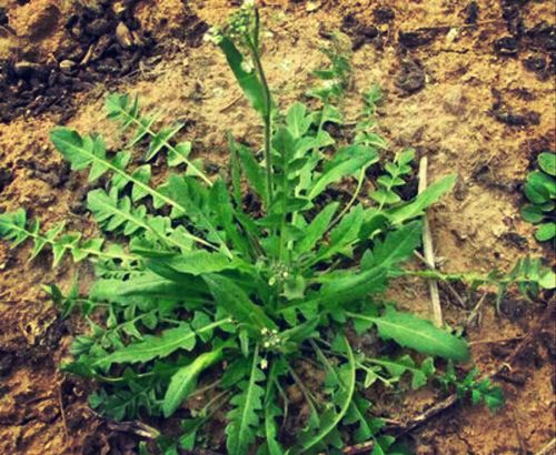 荠儿菜顶锅盖,积发妹妹没有菜,宁县人还记得春天的荠荠菜吗?