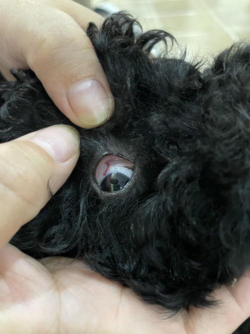 讨论狗狗眼睛里有条突出的红色线