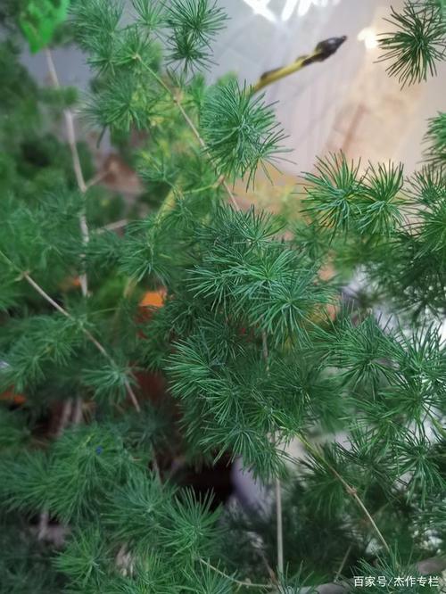 山石叠翠,虬龙盘踞,竹兰松梅