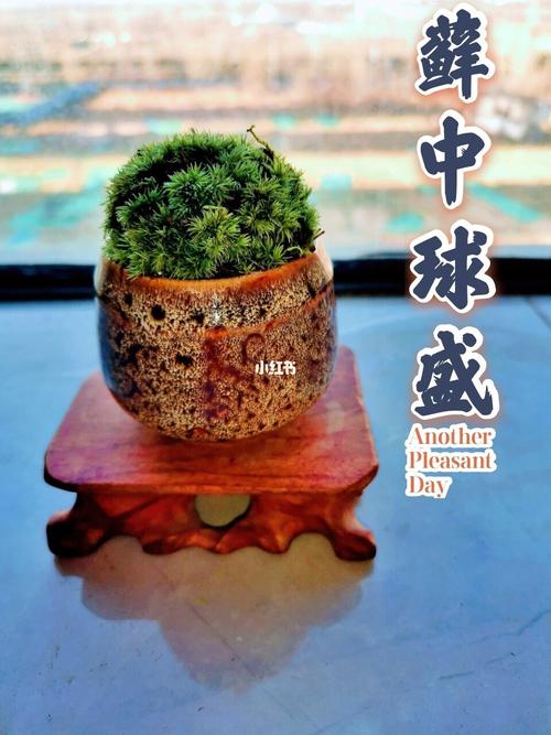 微景观造景_微景观_家居家装_家居装饰
