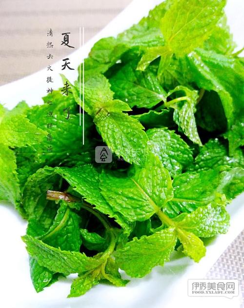 新鲜薄荷叶