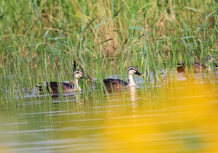 咸阳湖,湿地的野鸭子