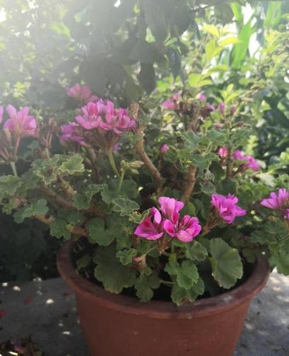 天竺葵长成老桩是好还是坏老桩要修剪否则会影响开花