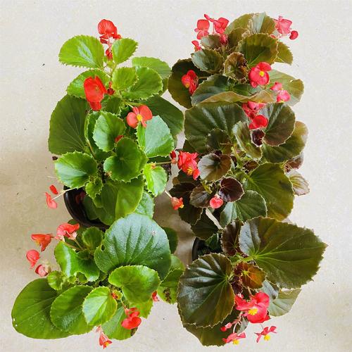 轻奢芊阙四季海棠大叶海棠四季开花好养玻璃翠重瓣海棠丽格海棠带花