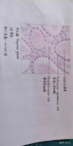 组胚实验手绘图