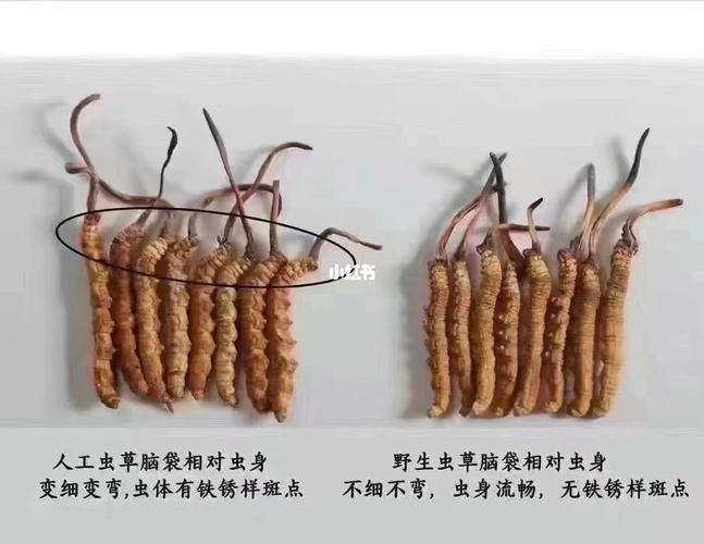 如何辨假真假冬虫夏草?
