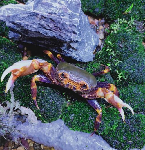 溪蟹观赏宠物南海珠海螃蟹淡水办公室小缸水族蟹