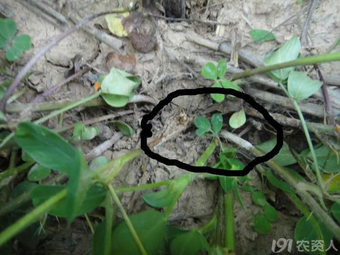 花生白绢病配方田间效果游记_农药应用_191农资人
