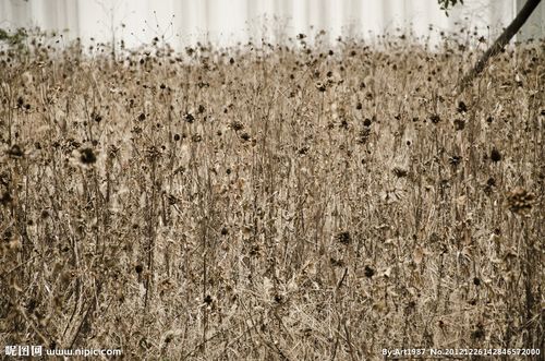 枯黄的草地图片