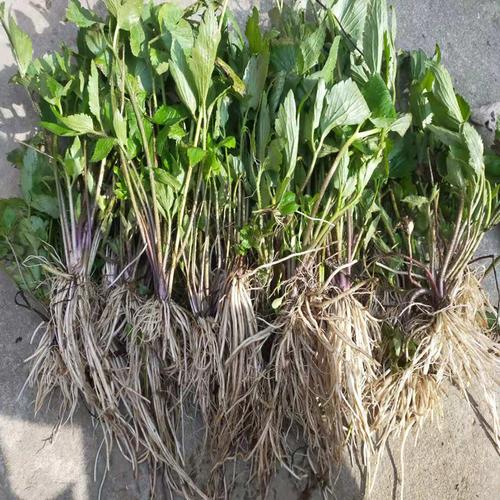 山辣椒中草药野生新鲜毛茛草茴茴蒜起泡菜外用外敷起泡 紫茎毛茛