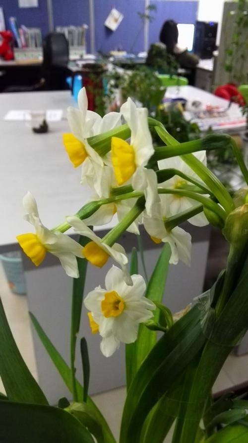 办公室的水仙花开了!