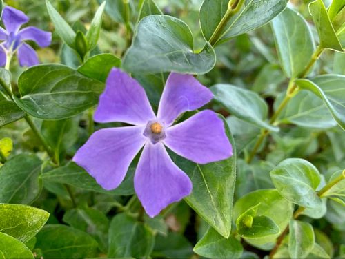 蔓长春花