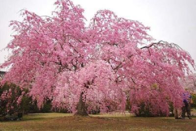 大量供应垂枝樱垂枝大叶早樱垂枝樱小苗垂枝樱树垂枝樱造型盆景树园林