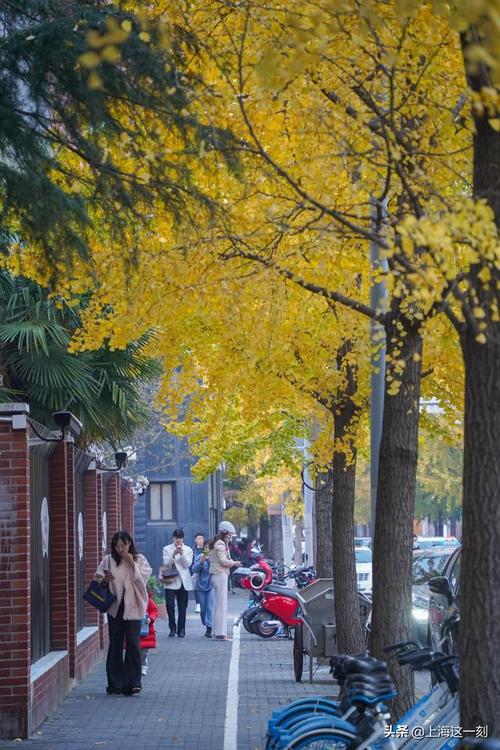这可能是上海最美的银杏街道|银杏树|金色_网易订阅
