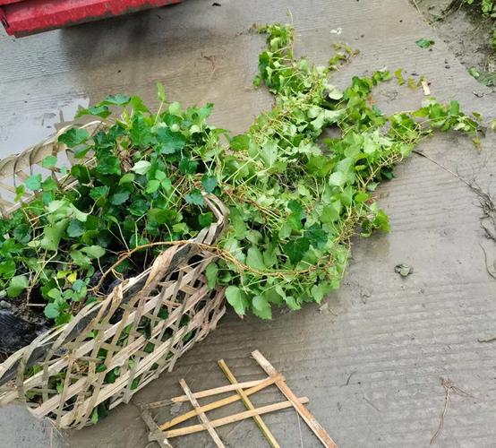 爬山虎杯苗 巴壁虎 红丝草 红葛 趴山虎 巴山虎 爬墙虎 假葡萄藤