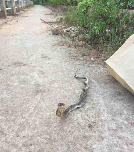 可是想不到竟钓起一条大眼镜蛇,这老家伙也吓得不轻,并称"起初以为是