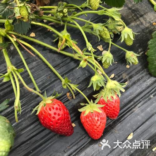 宝山凤冠奶油草莓基地