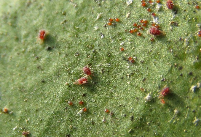 玫瑰花上的红蜘蛛要怎么消灭掉呢!