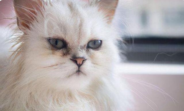 波斯猫少人养的原因,这5点很现实