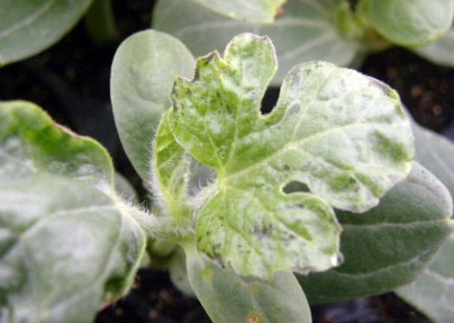 西瓜病害认不清?有图有文,一看就懂!