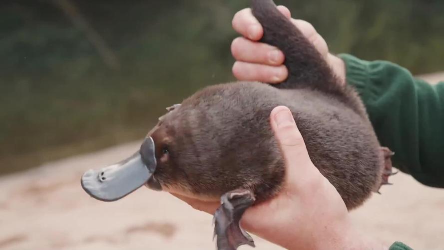 萌蠢的鸭嘴兽竟然是一块石头做的4件最逼真的雕塑品