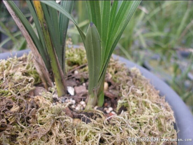 荷瓣赌草 花苞出壳-蕙兰篇-中国兰花交易网社区