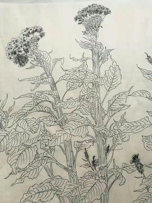 大凯写生白描长卷鸡冠花篇