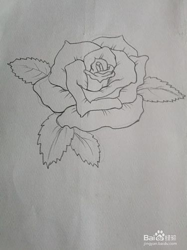 月季花的彩色简笔画画法