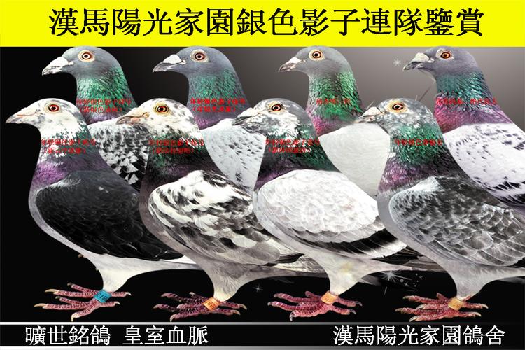 汉马阳光家园顶级臻品银色影子联队