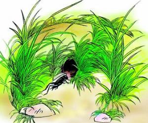 蟋蟀的住宅图片手抄报 手抄报简单又漂亮