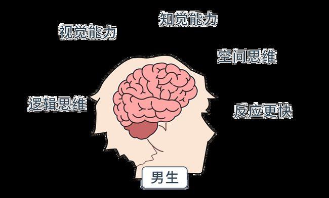 男女思维的差异在哪里?了解各自的"脑回路",成为沟通高手
