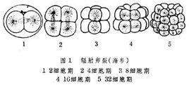 大概是这个样子的: 但是蛙的没有海参的这么对称,八细胞开始,上下的