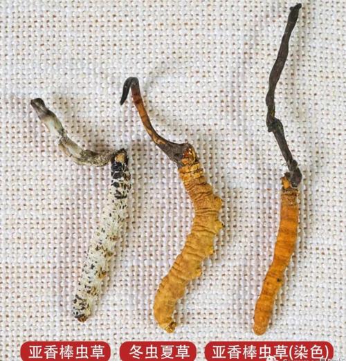 【七种方法分辨冬虫夏草与亚香棒虫草】