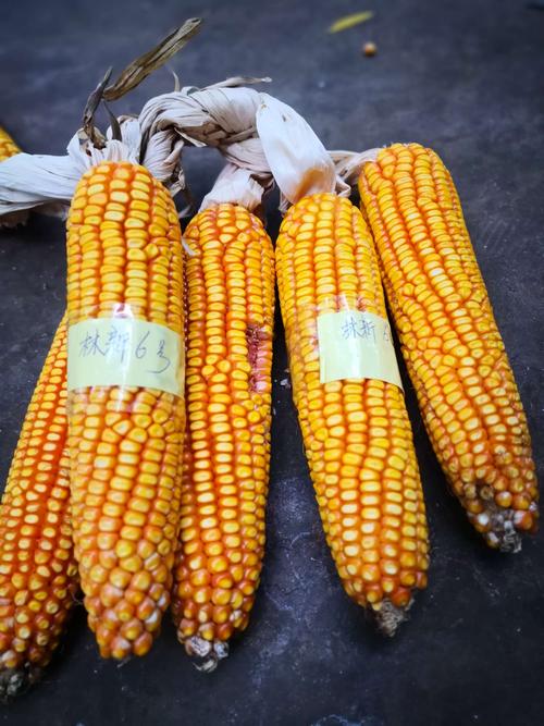 玉米品种展示