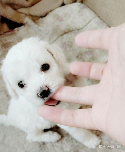 刚出生的小奶狗拉屎之后互相弄的满身都是该怎么办一直这样到满月吗