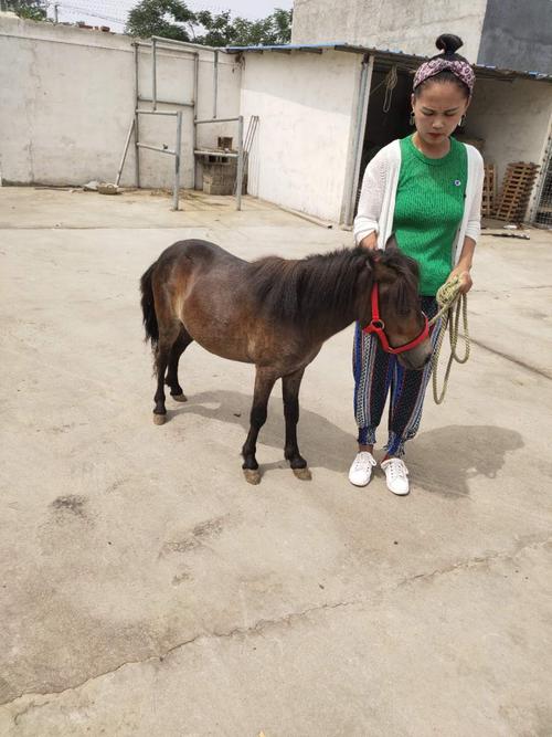 小矮马养殖场 适合儿童骑小矮马 矮马价格多少钱 农家