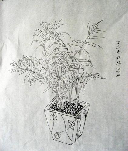 三十种手绘盆花速写,孩子轻松学