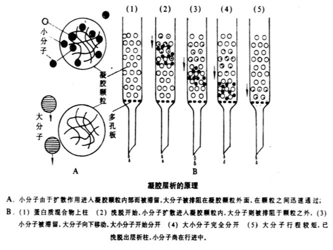 葡聚糖凝胶柱层析ppt