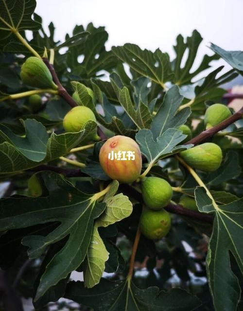 软糯清甜的无花果,品种有那么多,怎么选?_无花果_美味