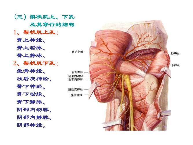 局解---臀区,股前内侧区,股后区