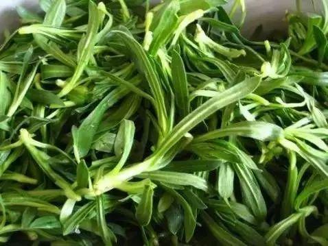 全草及嫩茎叶入药,有润肺止咳,凉血止血功效,可治虚劳咳嗽,鼻出血