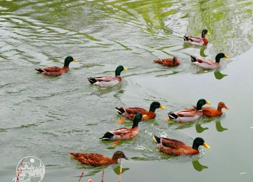 一群绿头鸭在水中嬉戏,为此时略显寂静的湖面增添了生机. 瘦西湖