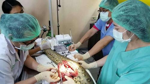 泰国医院给104斤大蟒蛇做手术 成功切除2斤肿瘤