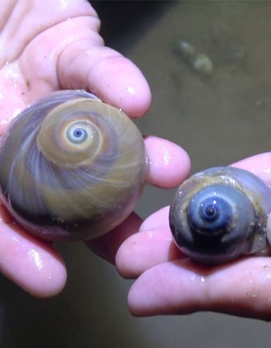 大梅退潮后赶海,鸡屎螺和猫眼螺相约出洞_赶海_出行_出行vlog_无景点