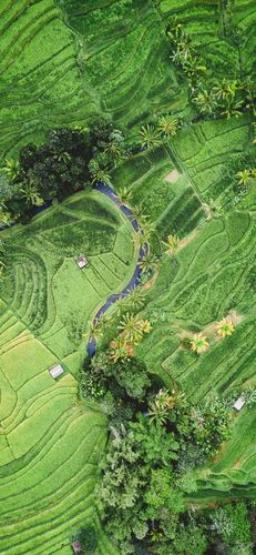 [cp]#高清壁纸无水印# 绿色梯田壁纸,感觉肿么样呀[二哈] [/cp]