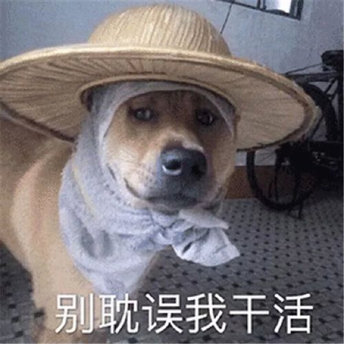 狗头表情包特辑太多了 有点杂哈哈哈哈
