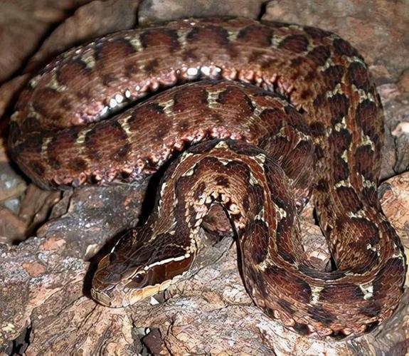 短尾蝮中国十大毒蛇之一平平无奇的土蛇咬伤率却是最高