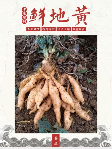 焦作特产新鲜地黄种子怀生地黄根野生地黄苗四大怀药中药材5斤装_7折