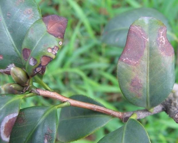 茶花病虫害分析以及预防方法,不做养花小白!_叶片