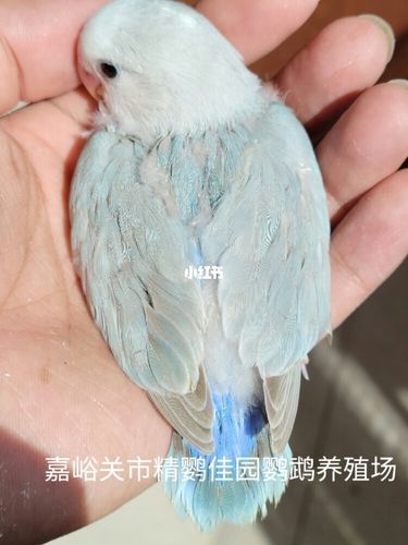 蓝面薰,蓝面薰派,对比_鹦鹉_牡丹_手养牡丹鹦鹉_宠物_宠物其他